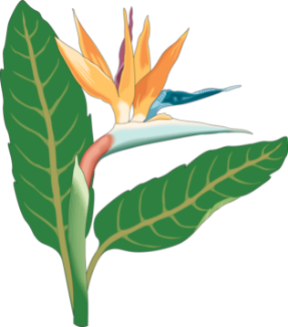 clipbird-of-paradise-bloom
